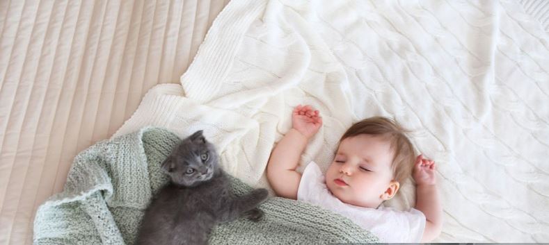 Comment faire avec un chat et un bébé ? - Surface Bébé